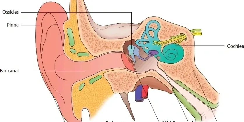 ear-anatomy Diagram of cross-section of ear anatomy