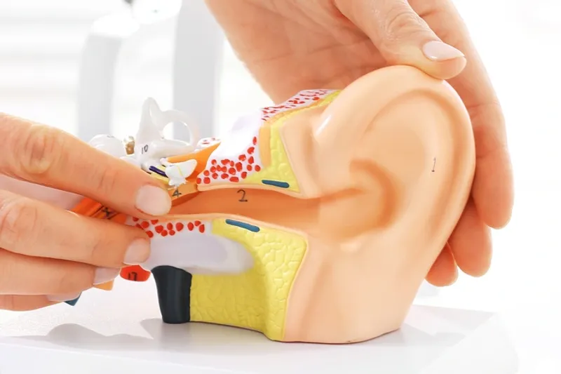 Hands holding a model of an ear